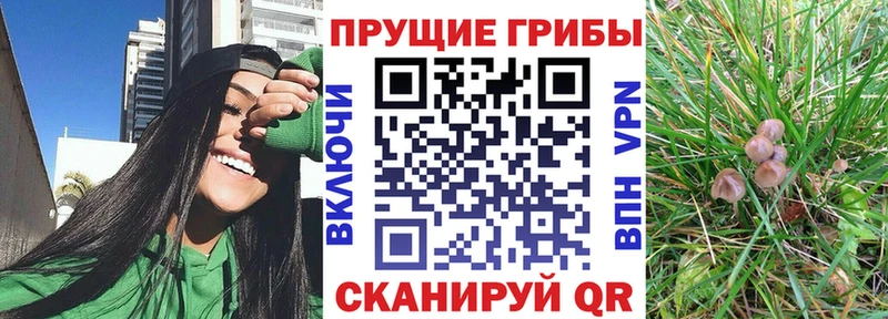 Псилоцибиновые грибы Cubensis  мега рабочий сайт  Таштагол  наркота 